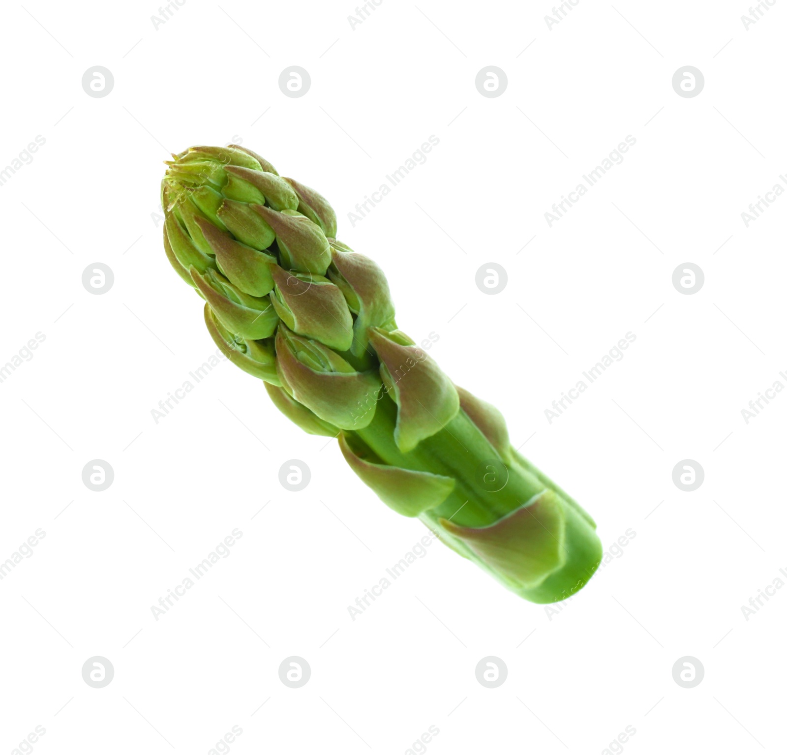 Photo of One fresh green asparagus stem isolated on white