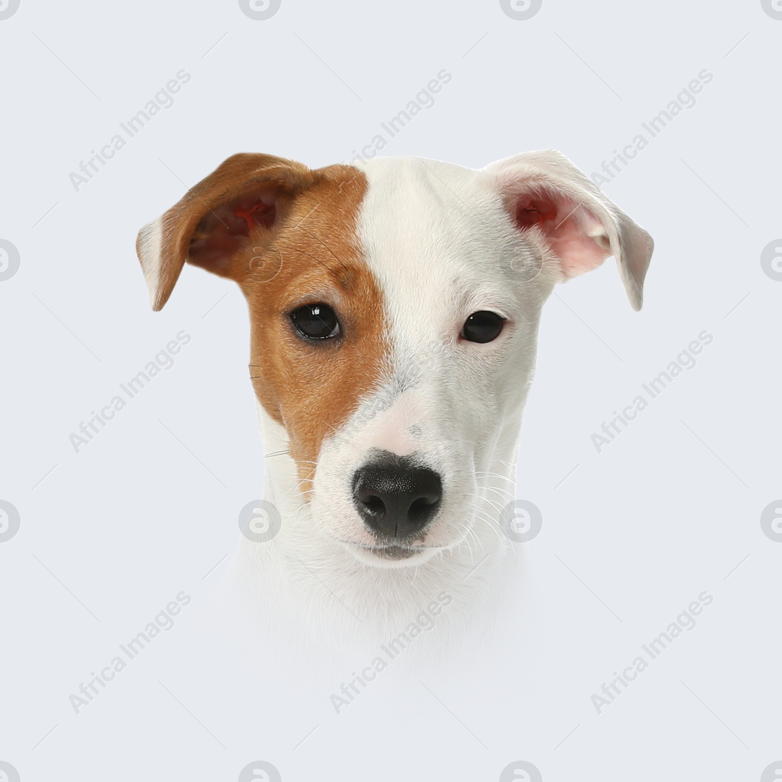 Image of Dog portrait. Jack Russell terrier on white background