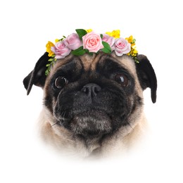Image of Portrait of cute pug dog with flower wreath on white background