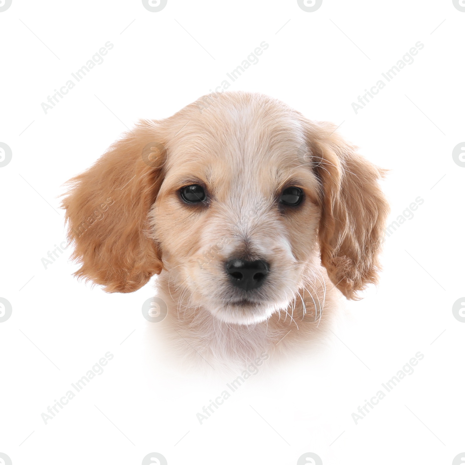 Image of Dog portrait. Cute English Cocker Spaniel puppy on white background