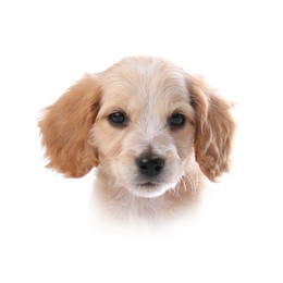 Dog portrait. Cute English Cocker Spaniel puppy on white background