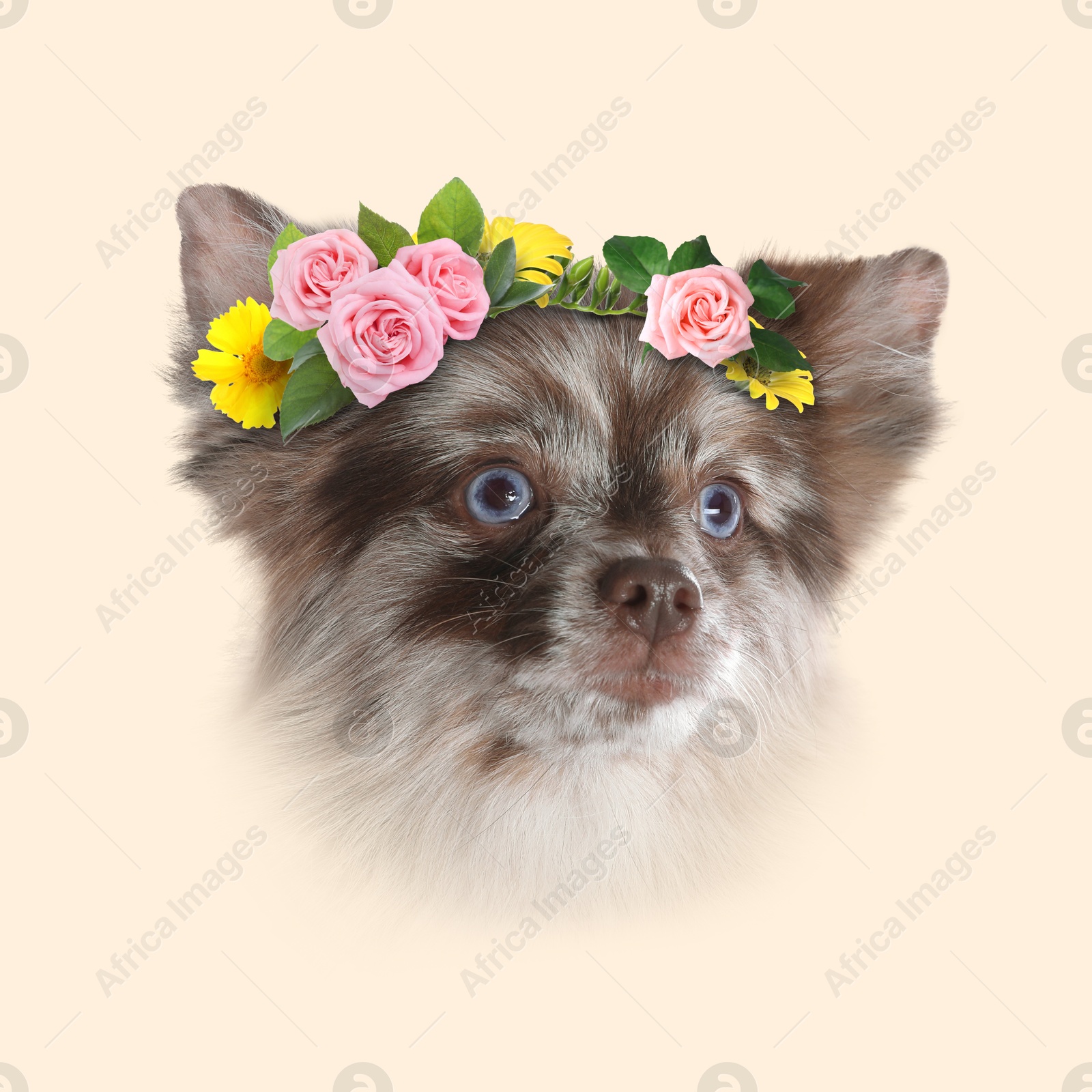 Image of Portrait of cute dog with flower wreath on beige background