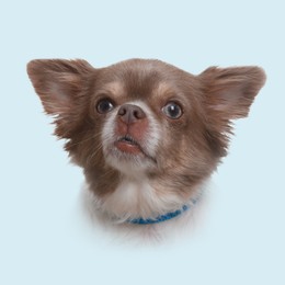 Image of Portrait of cute dog. Fluffy chihuahua on light blue background
