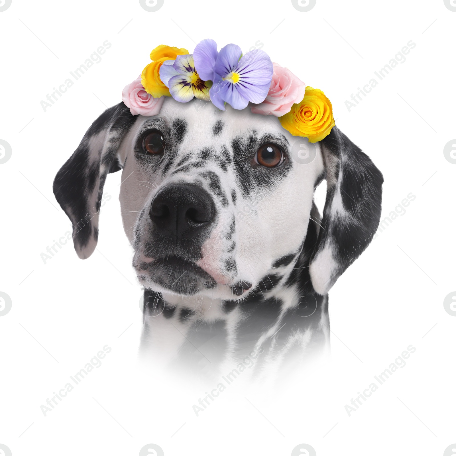 Image of Portrait of cute dog with flower wreath on white background