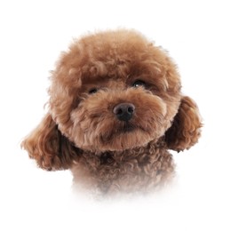 Image of Dog portrait. Cute Maltipoo on white background