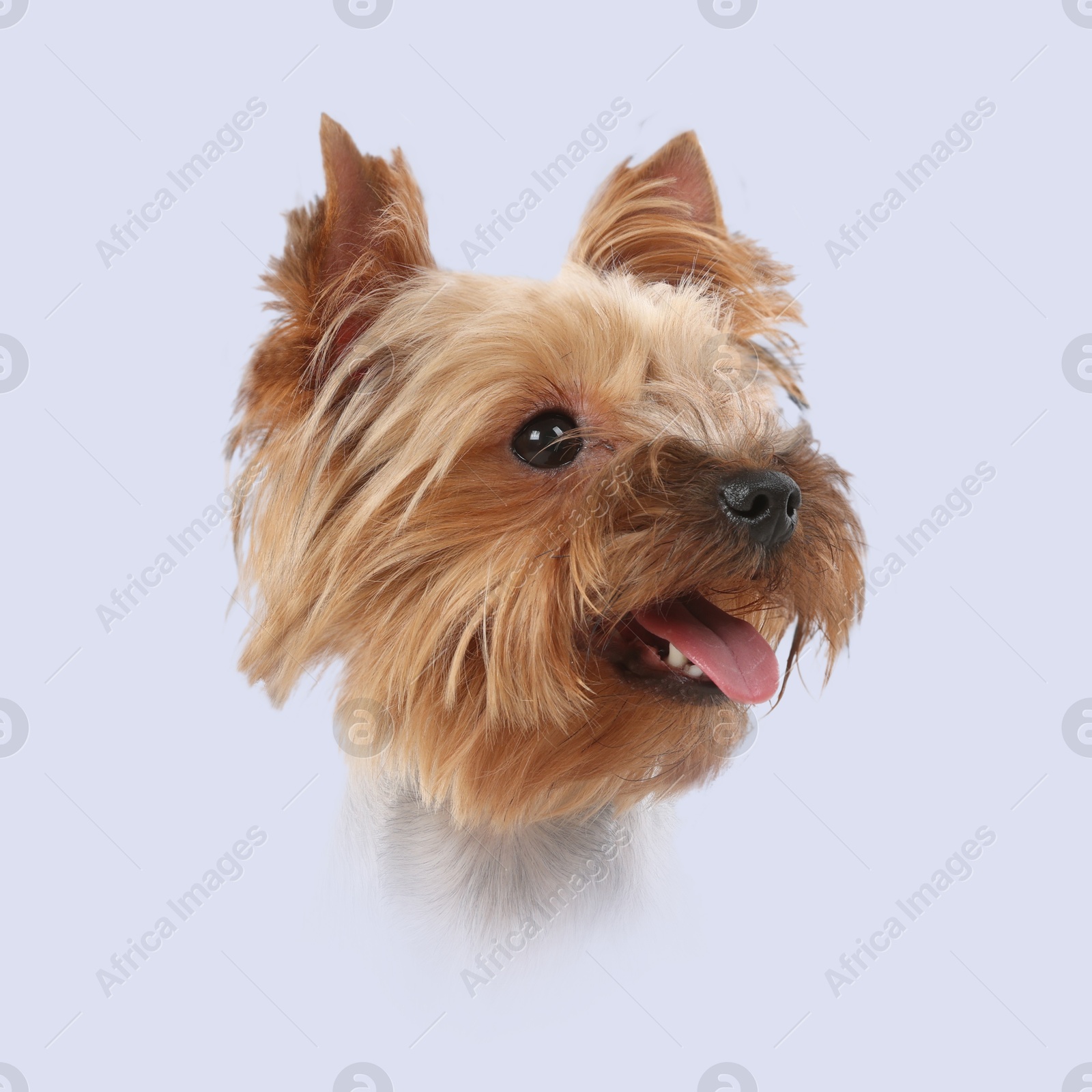 Image of Dog portrait. Cute Yorkshire Terrier on light grey background