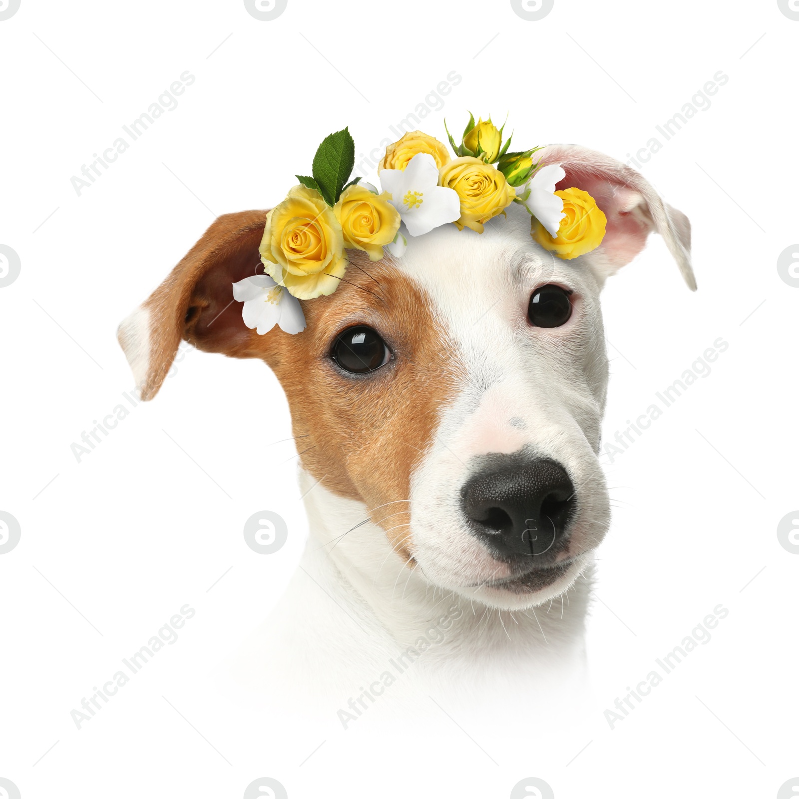 Image of Dog portrait. Jack Russell terrier with flower wreath on white background