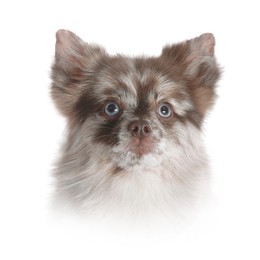 Image of Portrait of cute dog. Fluffy chihuahua on white background