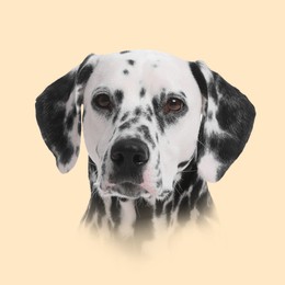 Portrait of Dalmatian dog on beige background