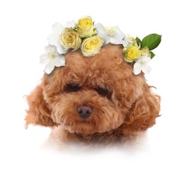 Image of Portrait of cute dog. Fluffy Maltipoo with flowers on white background