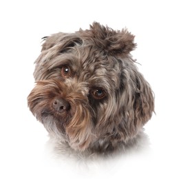 Dog portrait. Cute Maltipoo on white background