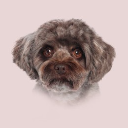 Image of Dog portrait. Cute Maltipoo on pink beige background
