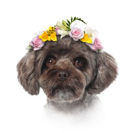 Image of Dog portrait. Cute Maltipoo with flower wreath on white background