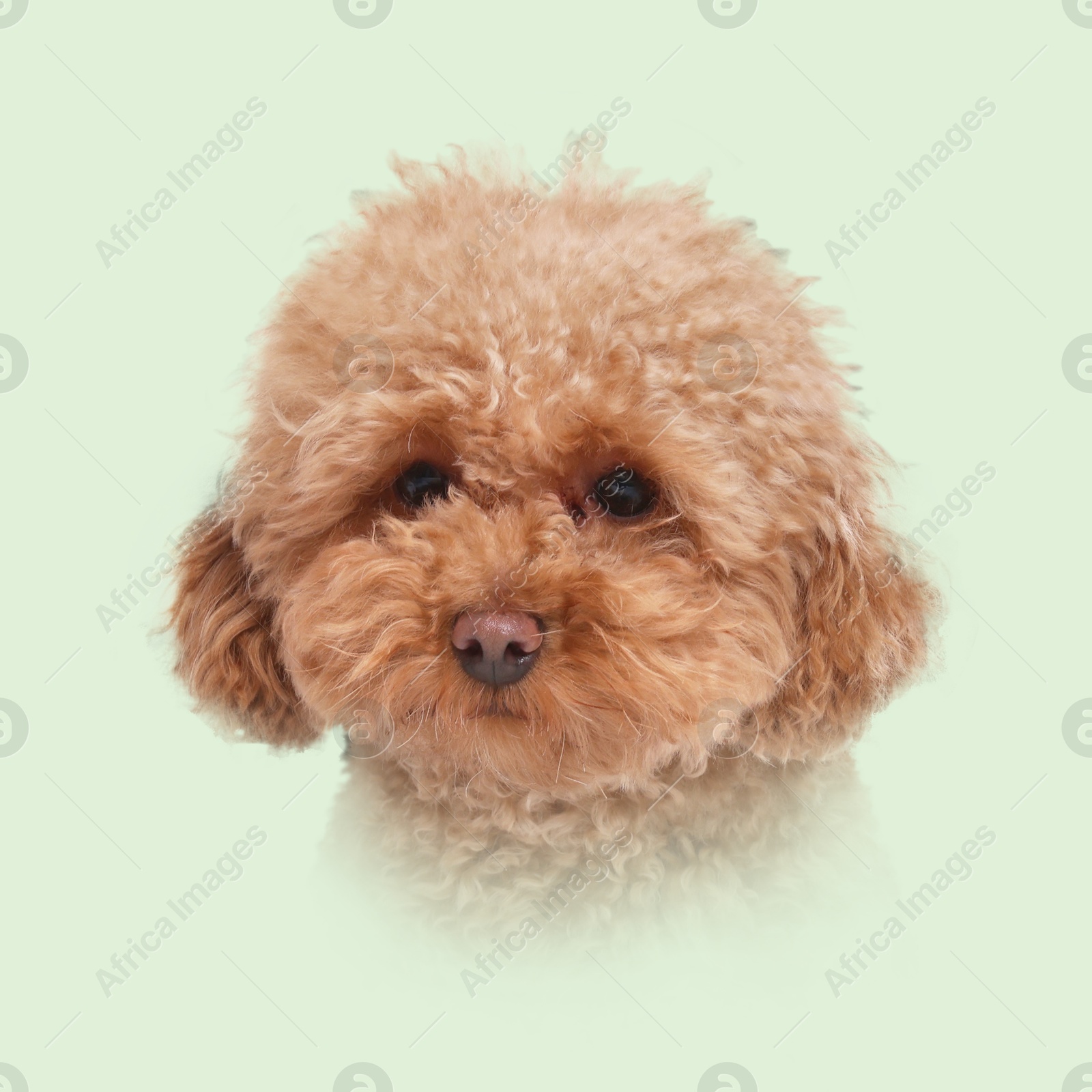 Image of Portrait of cute Maltipoo dog on light green background