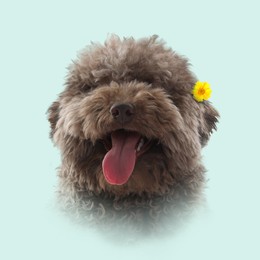 Image of Dog portrait. Cute poodle with yellow flower on light blue background