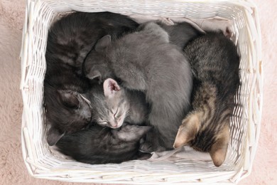 Photo of Cute fluffy kittens in basket on faux fur, top view. Baby animals