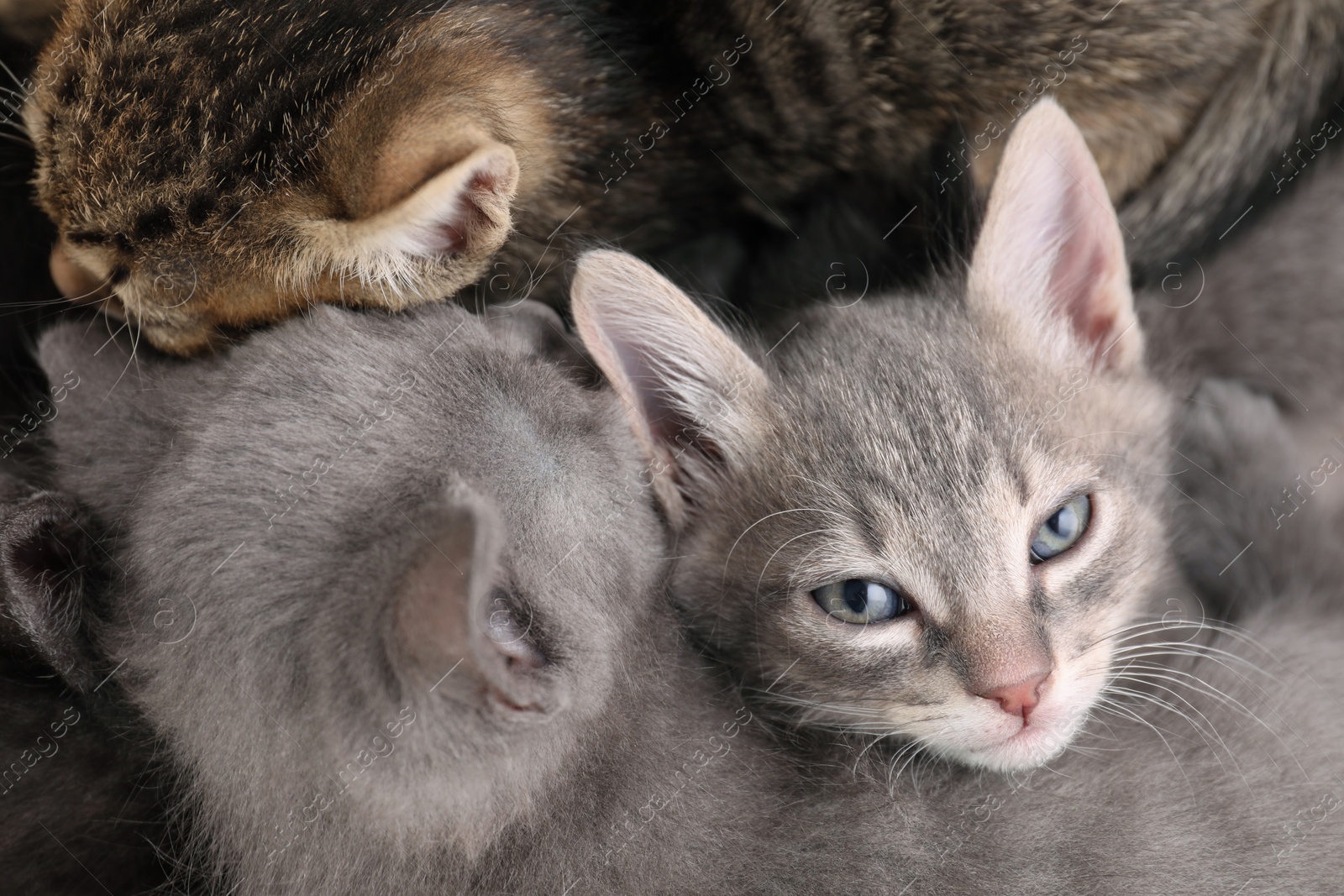 Photo of Cute fluffy kittens, top view. Baby animals