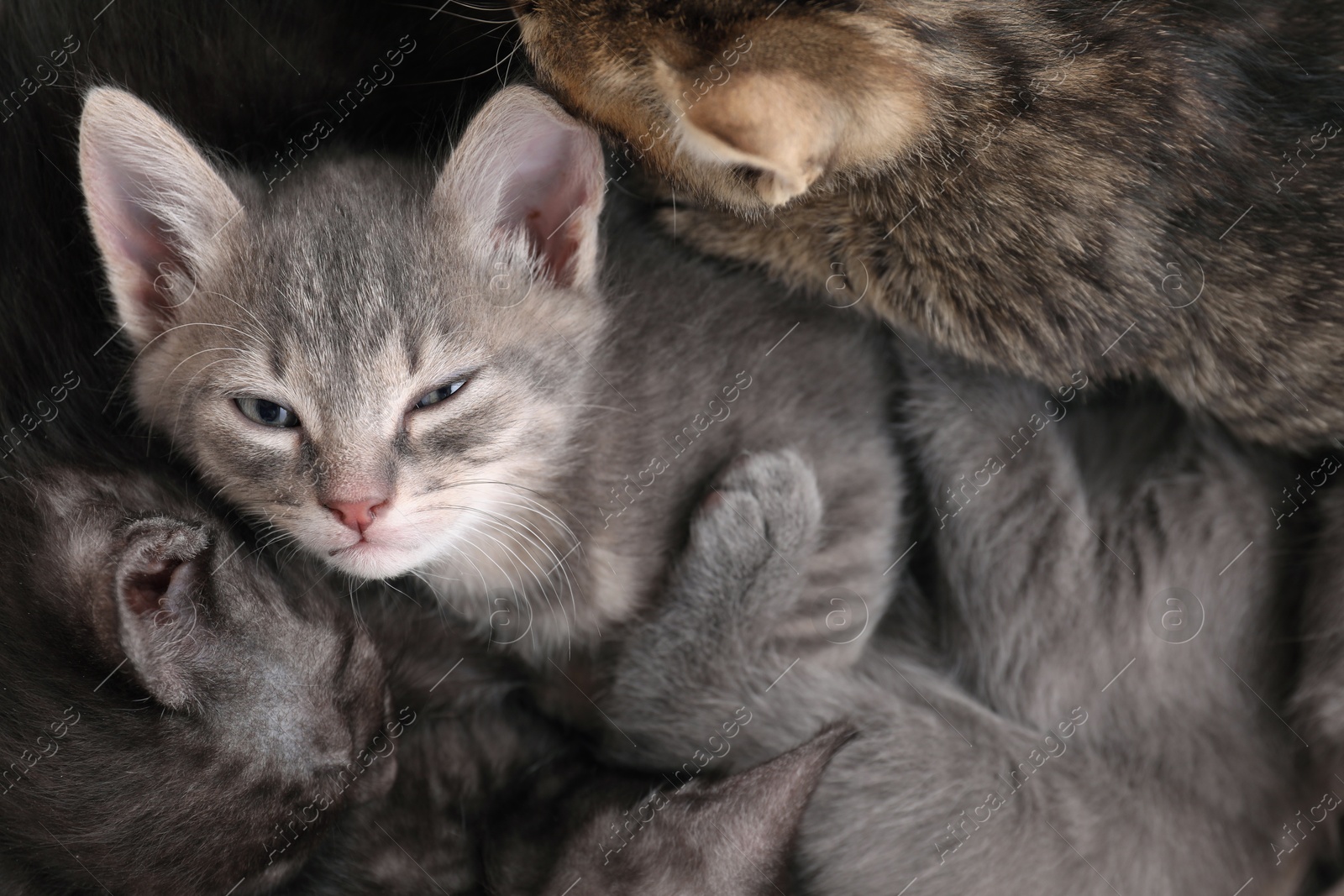 Photo of Cute fluffy kittens, top view. Baby animals