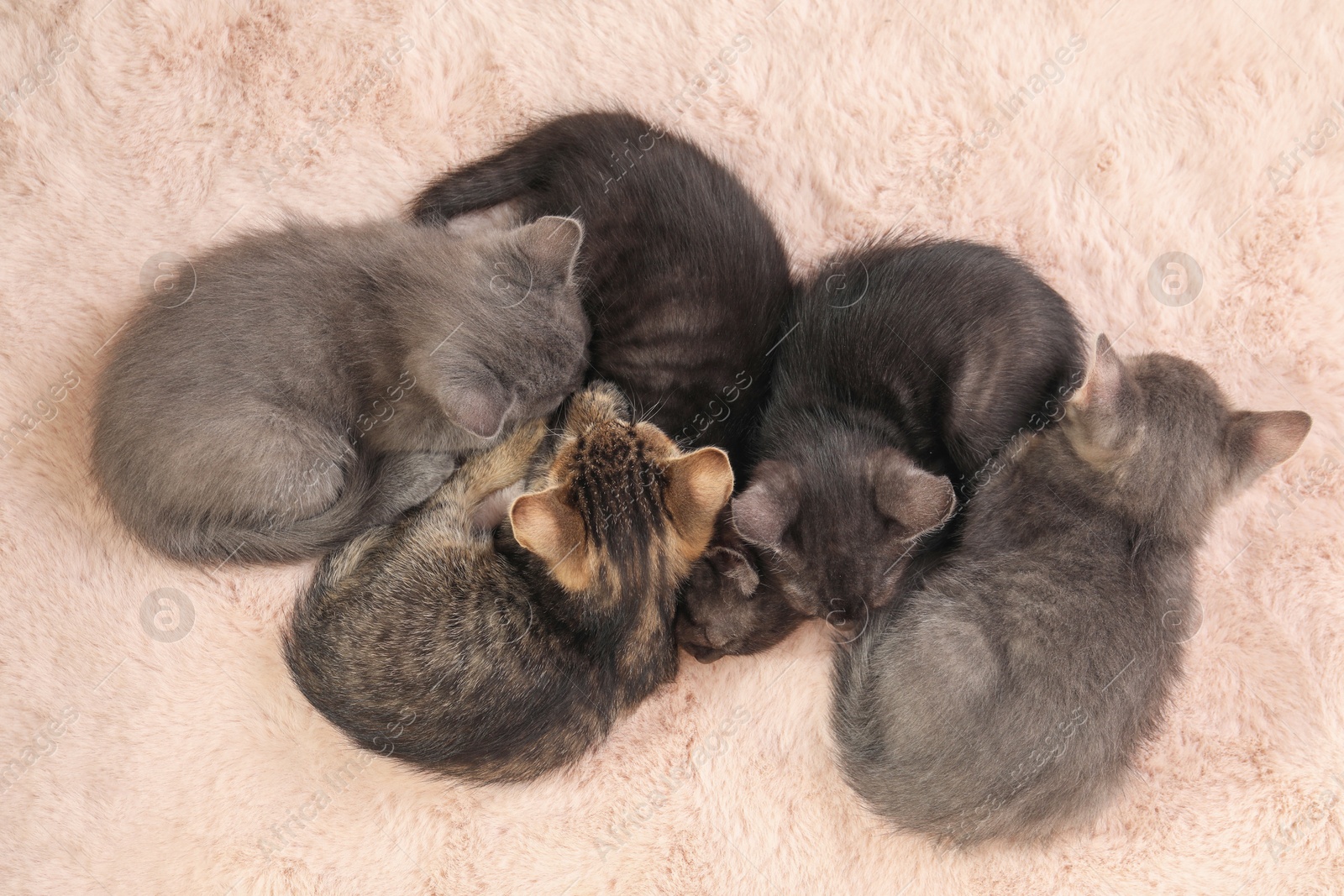 Photo of Cute fluffy kittens on faux fur, top view. Baby animals