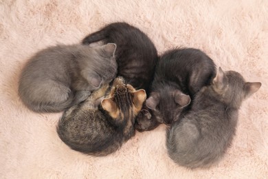 Cute fluffy kittens on faux fur, top view. Baby animals
