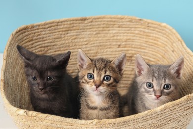 Photo of Cute fluffy kittens in basket on light blue background. Baby animals