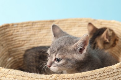 Photo of Cute fluffy kittens in basket on light blue background. Baby animals