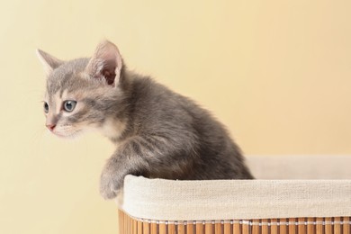 Cute fluffy kitten in basket against beige background. Baby animal