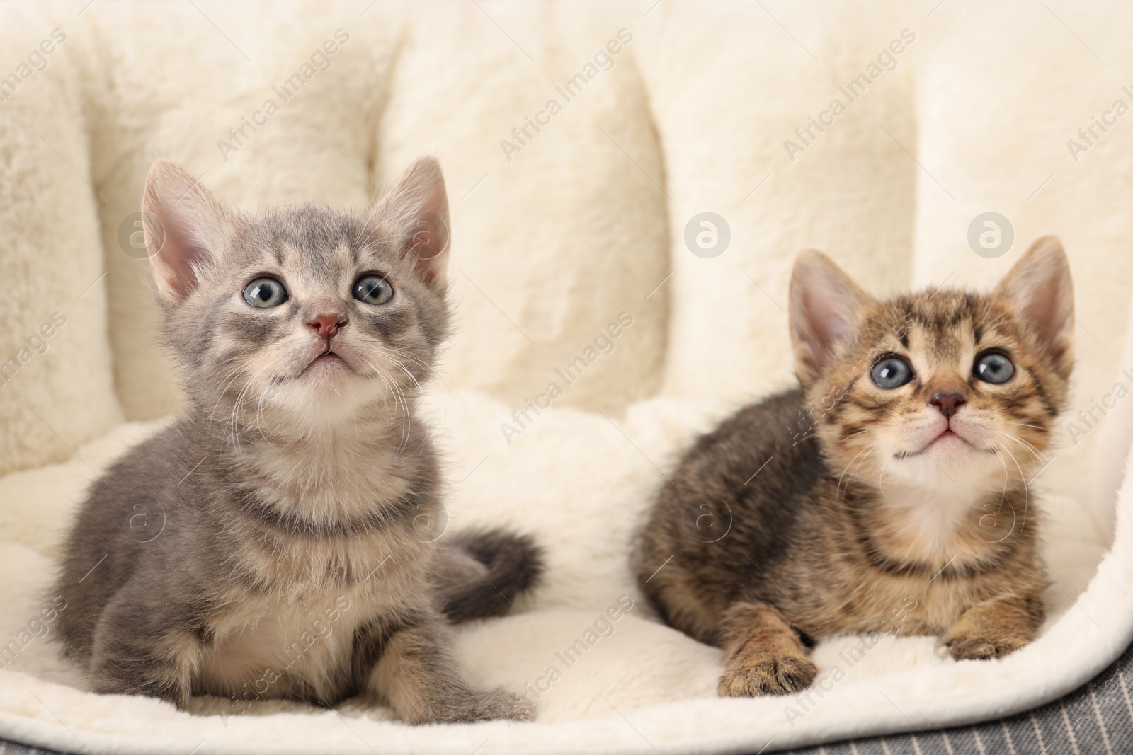 Photo of Cute fluffy kittens on pet bed. Baby animals