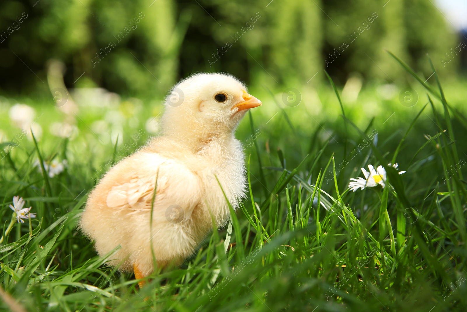 Photo of Cute chick on green grass outdoors, closeup. Space for text