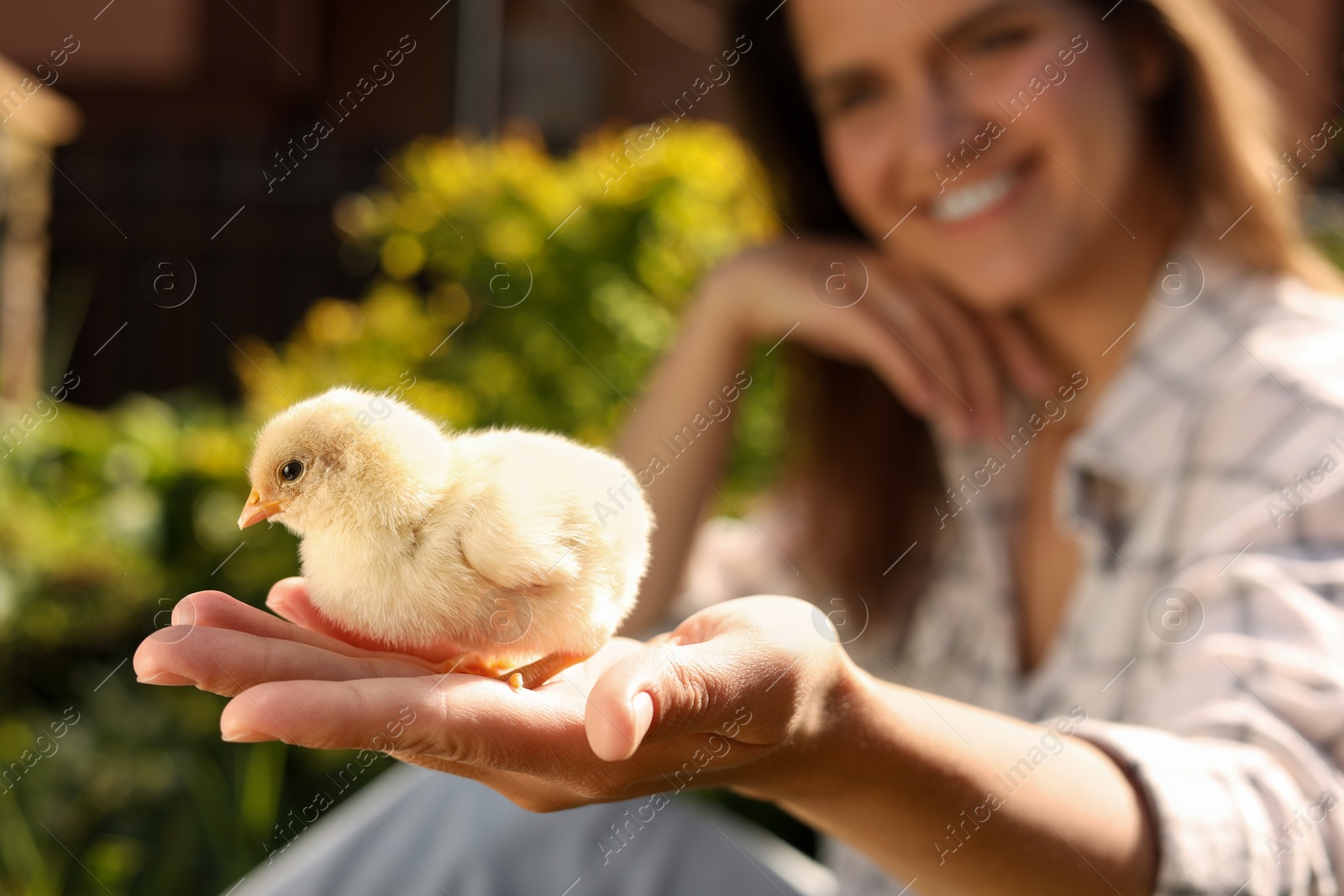 Photo of Woman with cute chick outdoors, selective focus