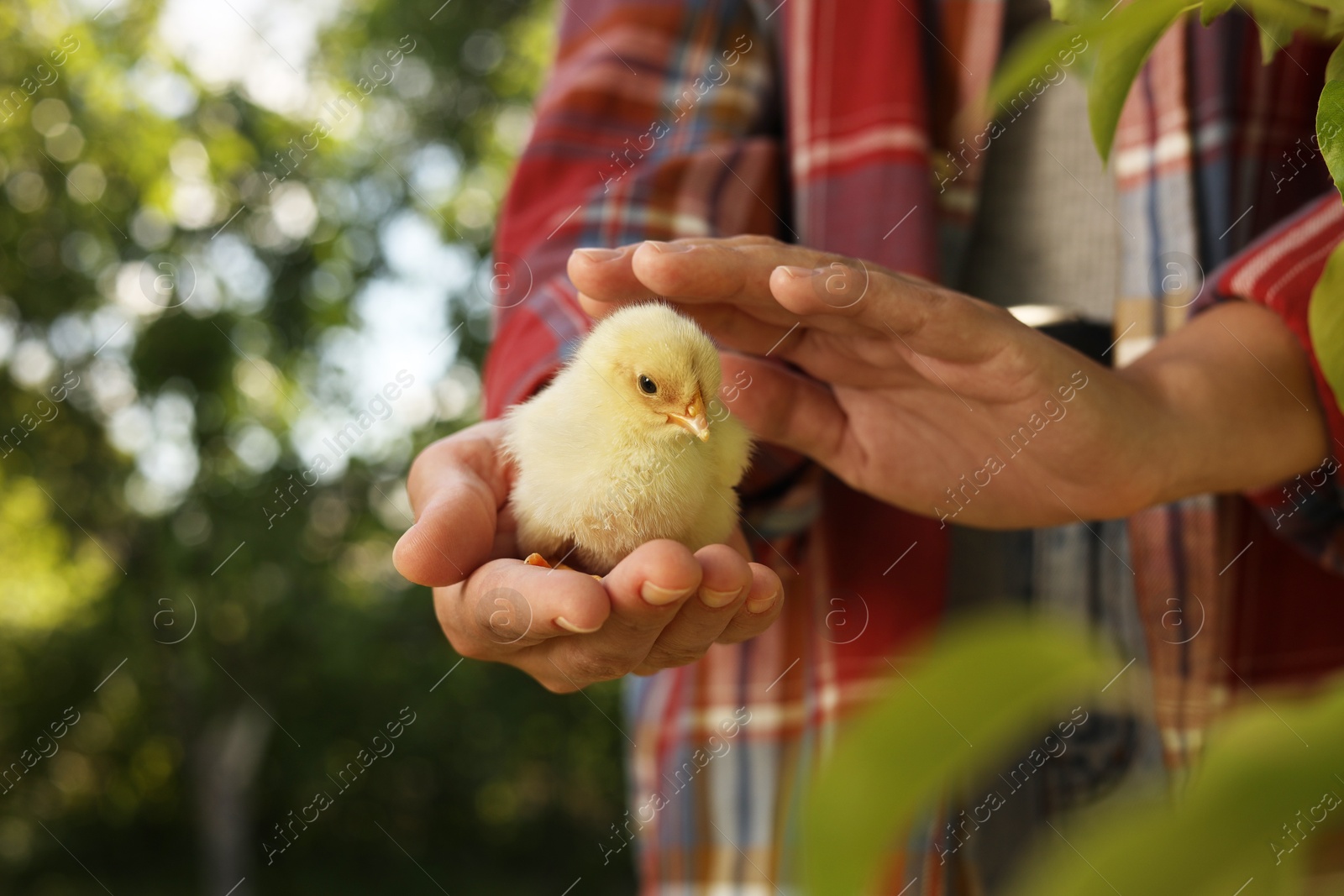 Photo of Woman with cute chick outdoors, closeup. Baby animal