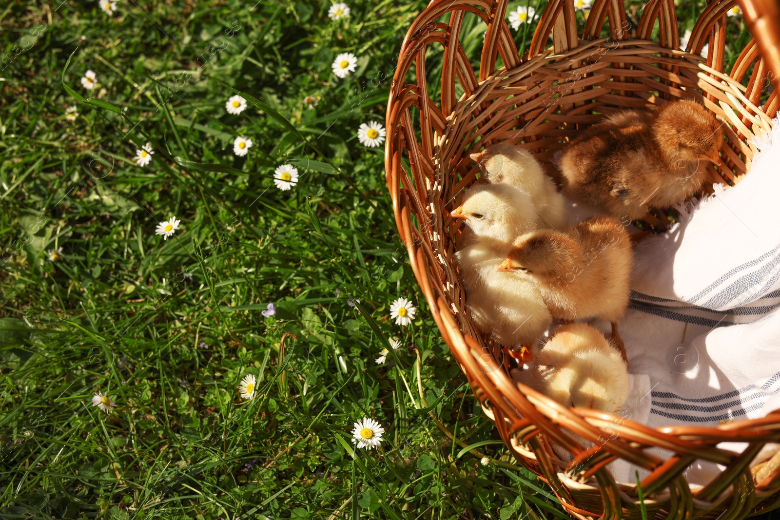 Photo of Cute chicks in wicker basket on green grass outdoors, above view. Space for text