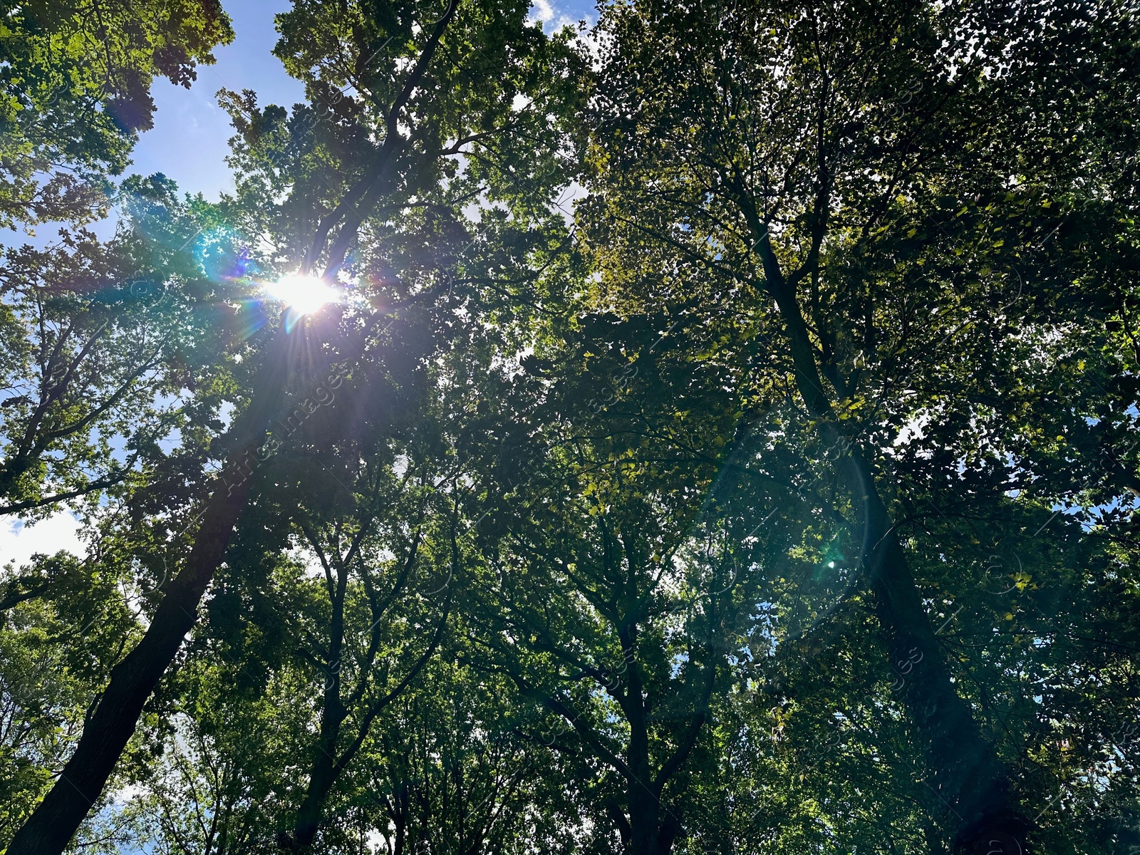 Photo of Beautiful trees with green leaves growing in park, low angle view