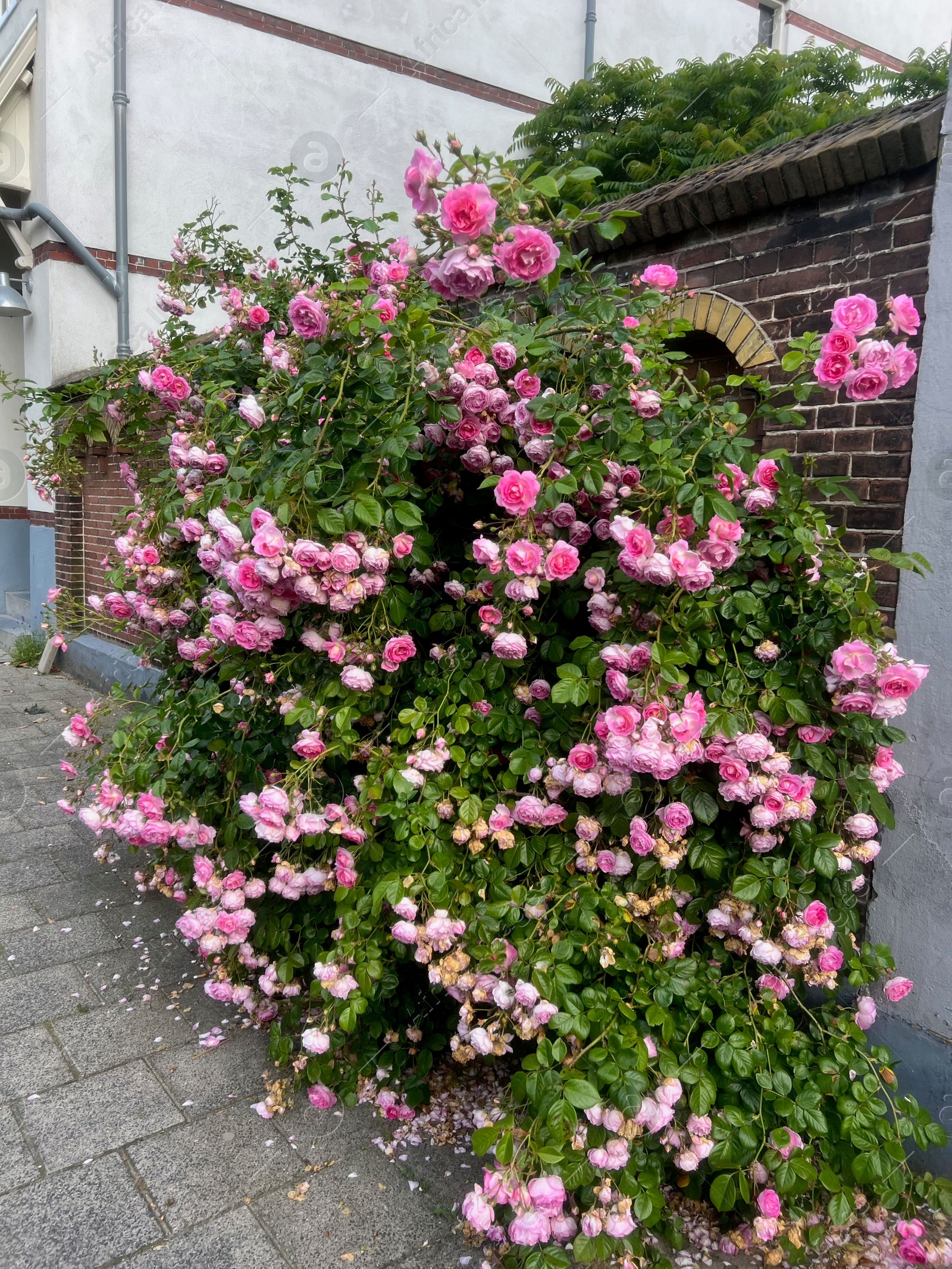 Photo of Bush with beautiful pink roses blooming on city street