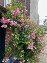 Photo of Bush with beautiful pink roses blooming on city street