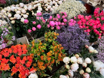 Assortment of beautiful flowers in floral shop