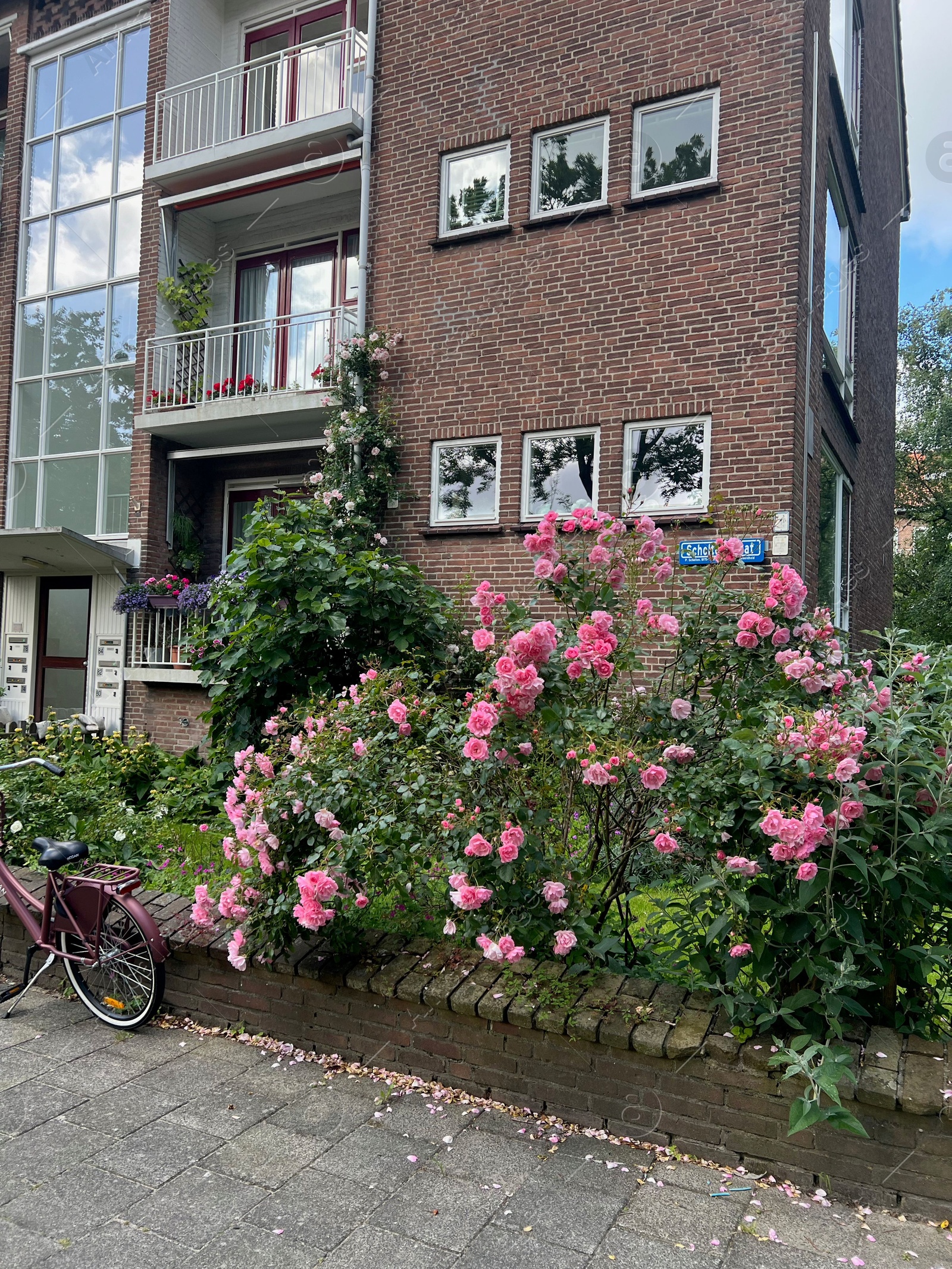 Photo of Beautiful pink roses growing near building on city street