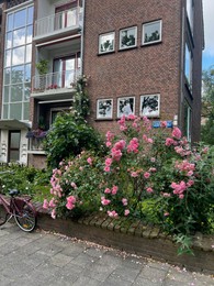 Beautiful pink roses growing near building on city street