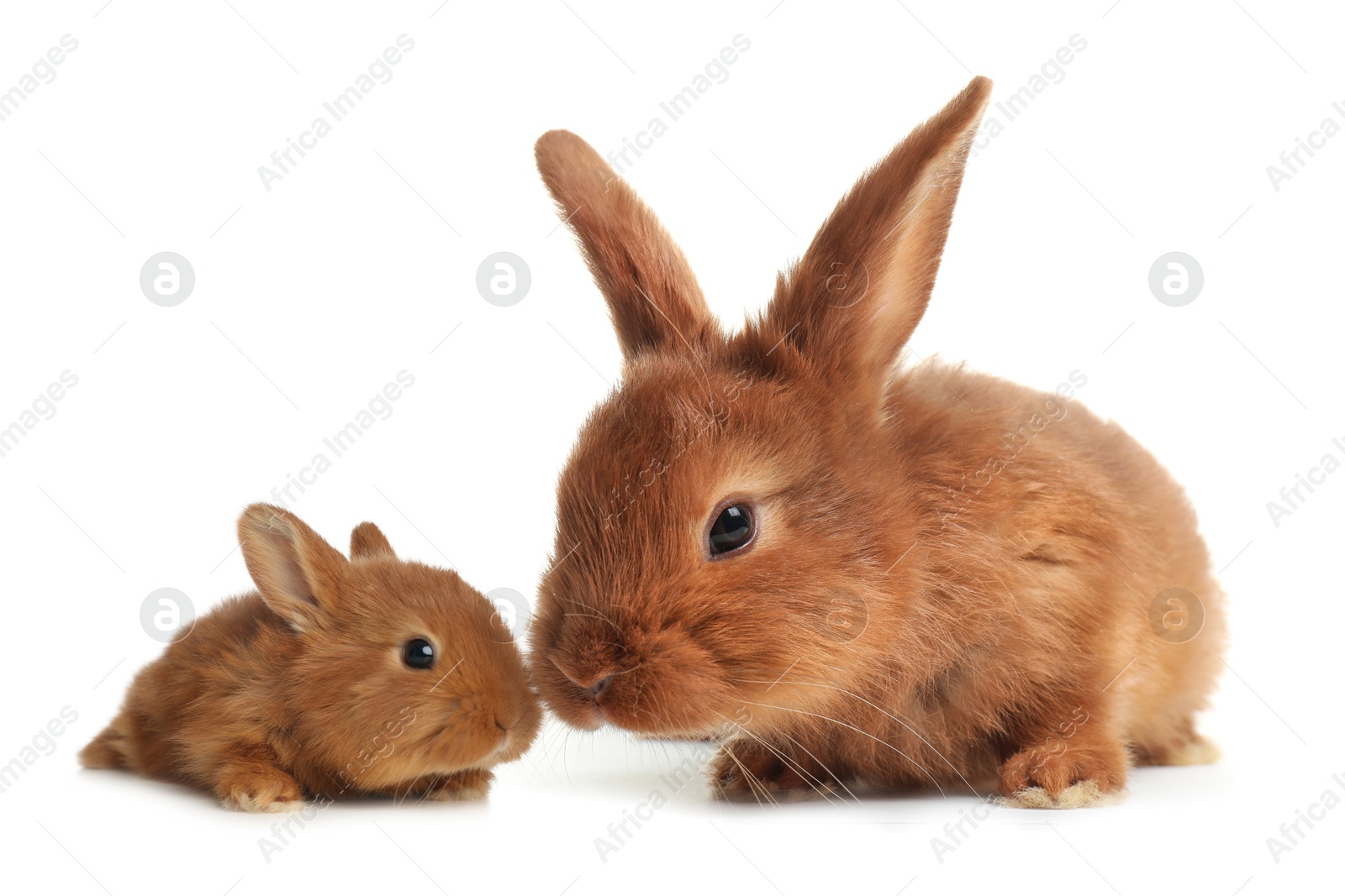 Image of Mother rabbit and baby bunny isolated on white