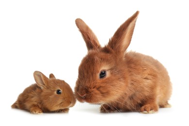 Image of Mother rabbit and baby bunny isolated on white