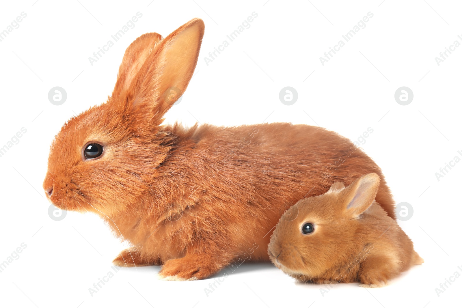 Image of Mother rabbit and baby bunny isolated on white