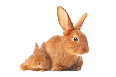 Image of Mother rabbit and baby bunny isolated on white