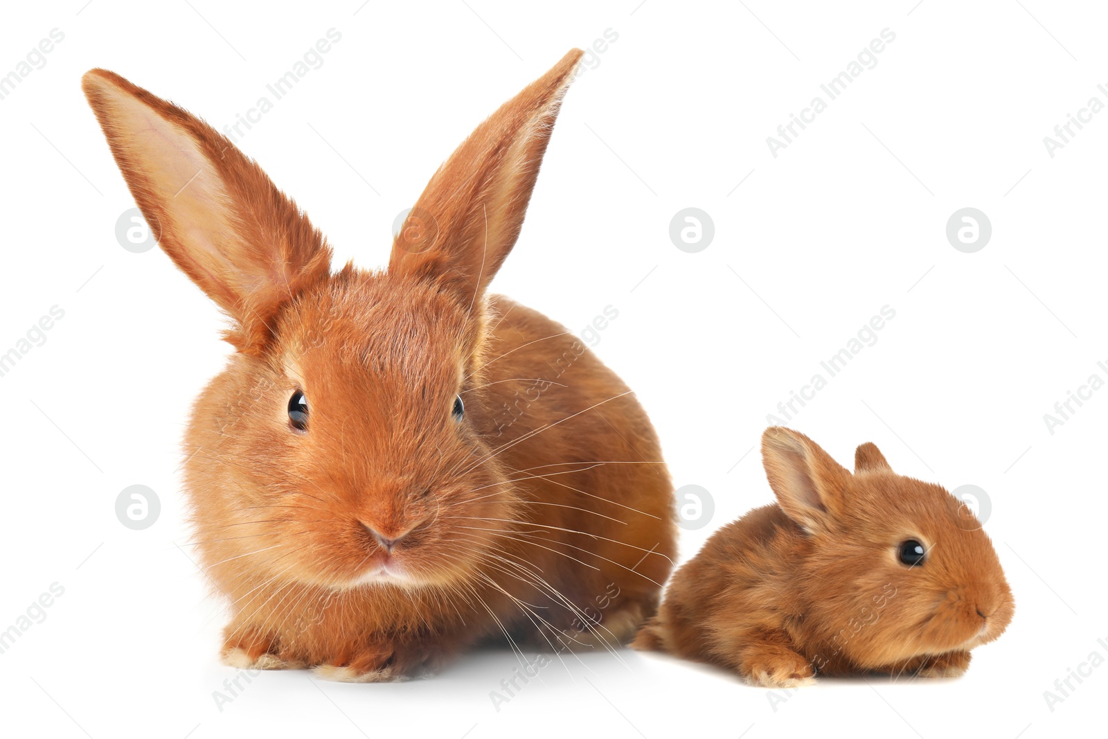 Image of Mother rabbit and baby bunny isolated on white