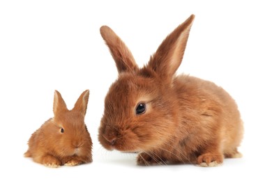 Mother rabbit and baby bunny isolated on white