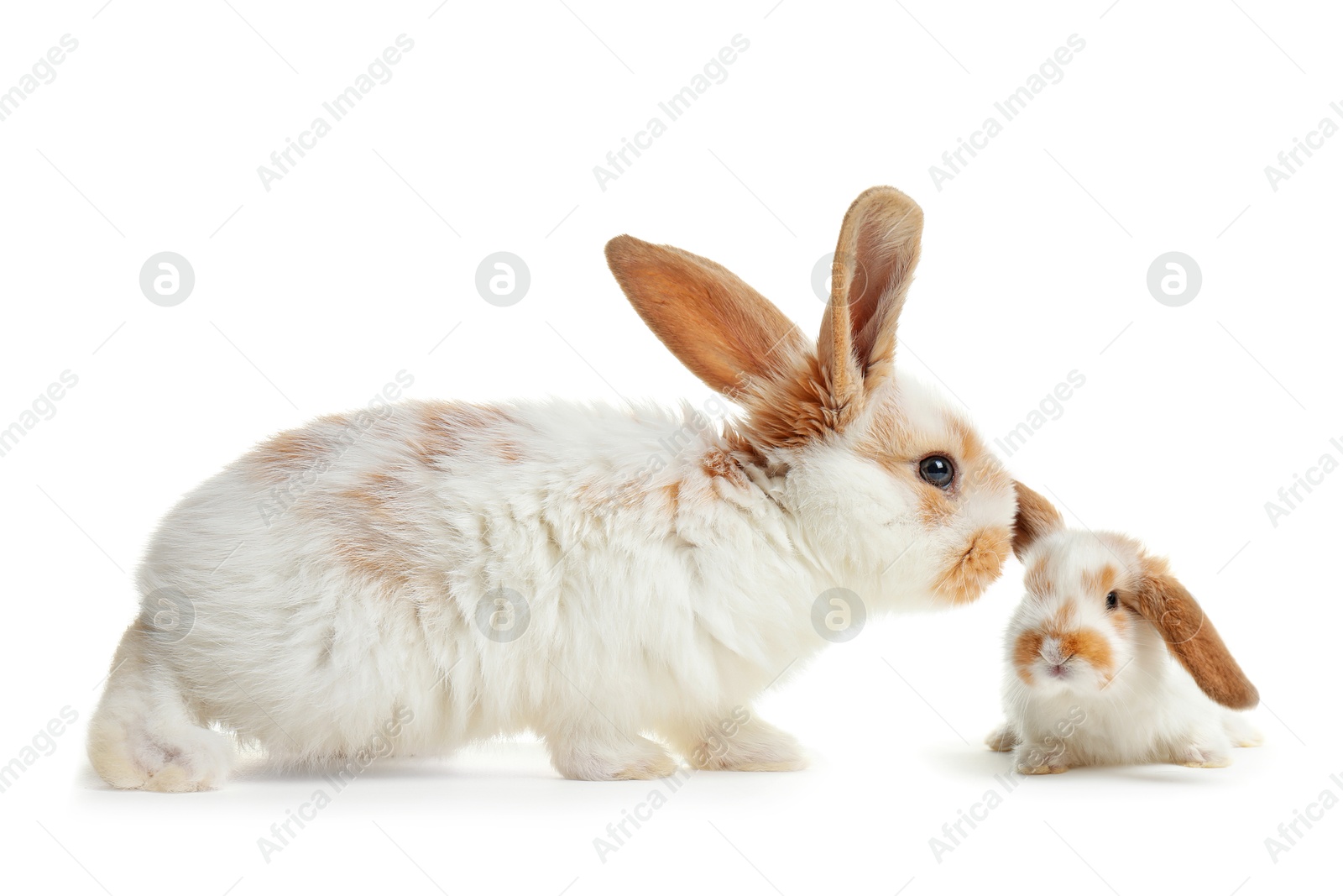 Image of Mother rabbit and baby bunny isolated on white