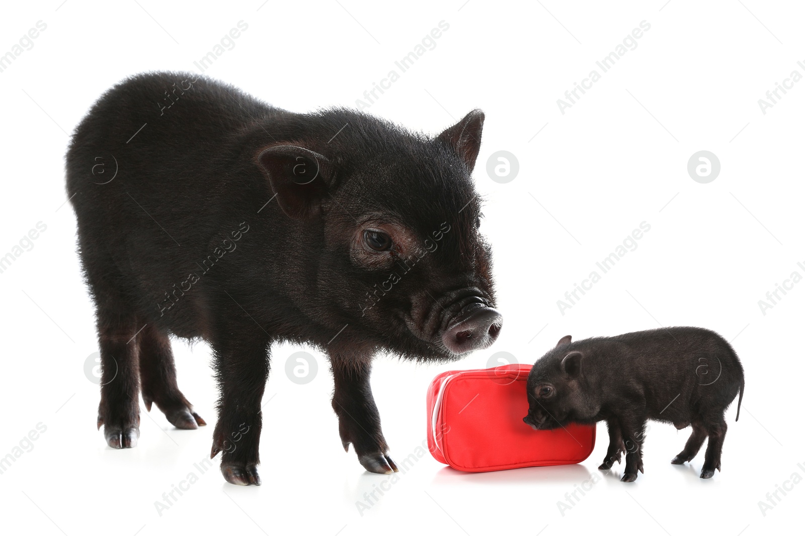 Image of Mother pig and baby piglet isolated on white