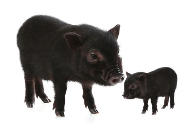 Mother pig and baby piglet isolated on white