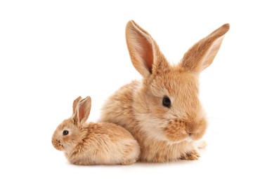 Image of Mother rabbit and baby bunny isolated on white