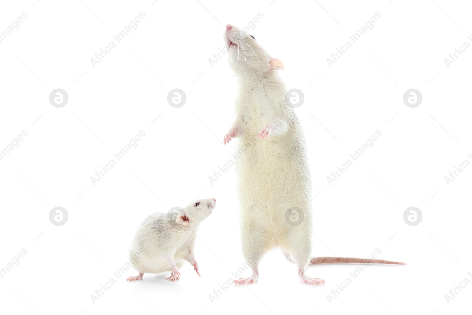 Image of Mother rat and baby pup isolated on white