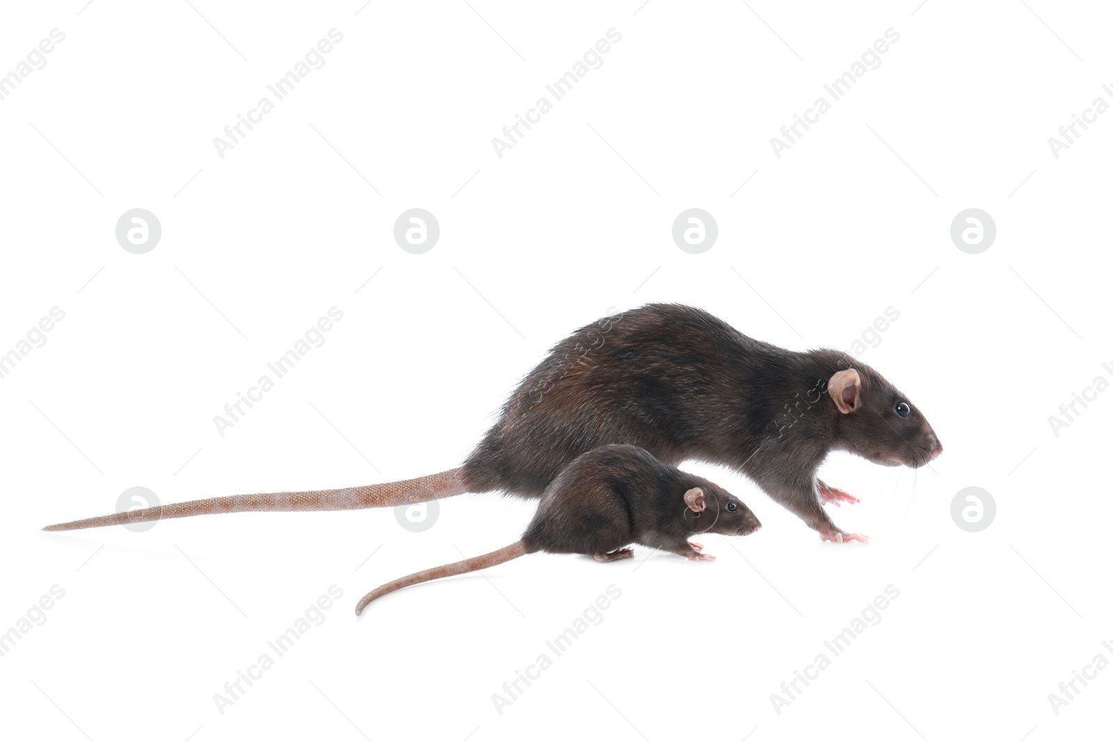 Image of Mother rat and baby pup isolated on white